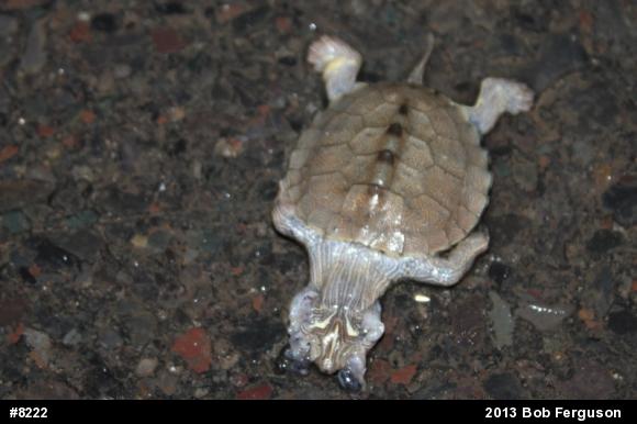 Northern Map Turtle