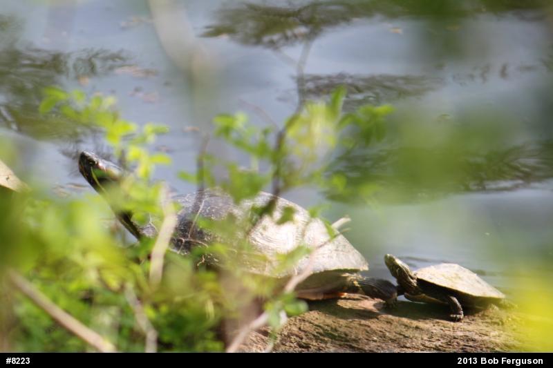 Northern Map Turtle