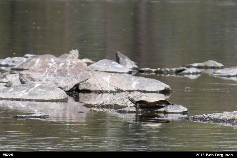 Northern Map Turtle