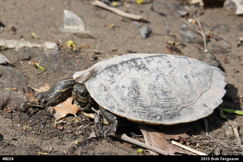 Northern Map Turtle