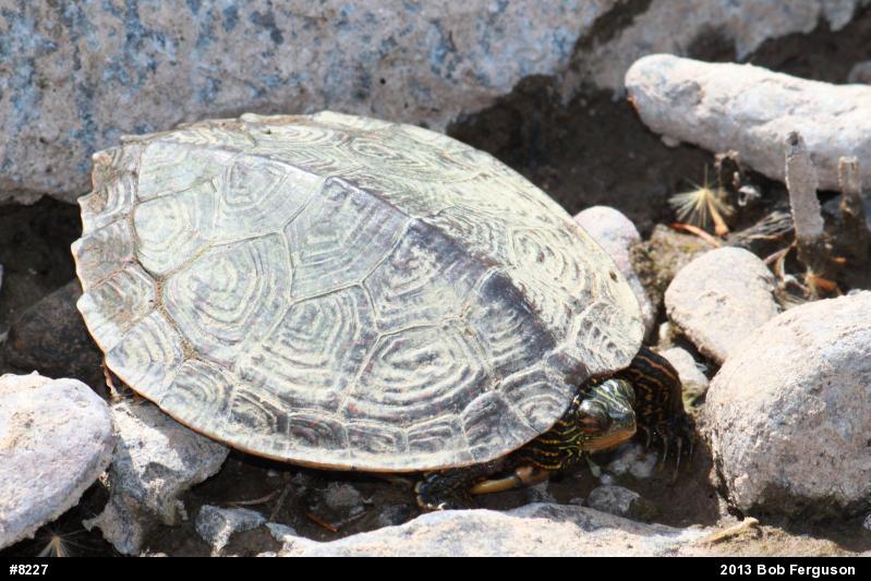Northern Map Turtle