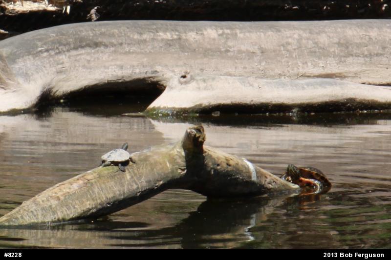 Northern Map Turtle