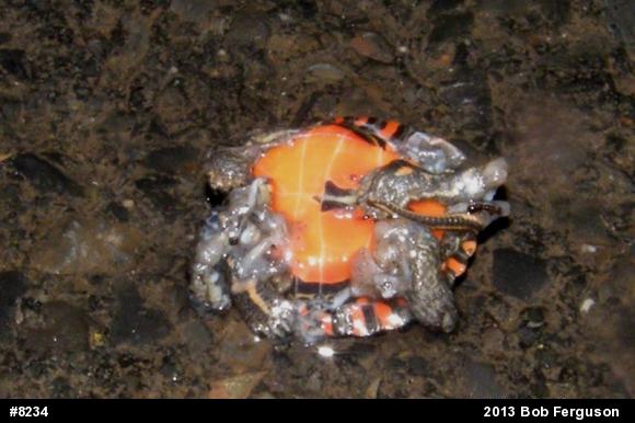 Painted Turtle