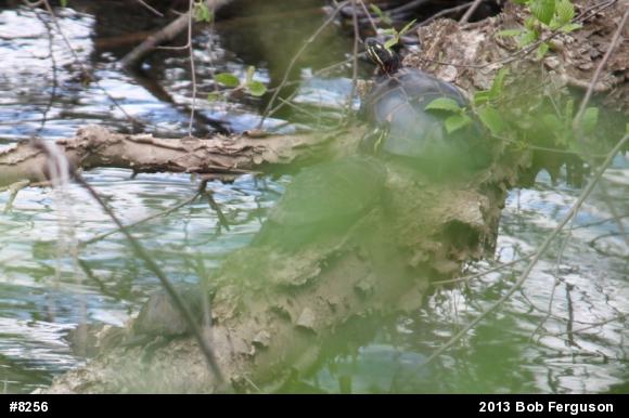 Eastern Musk Turtle