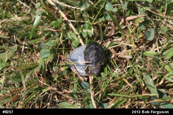 Eastern Musk Turtle