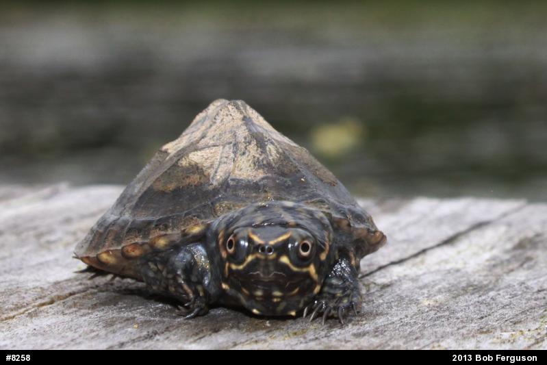 Eastern Musk Turtle
