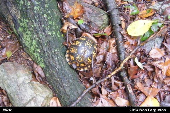 Eastern Box Turtle