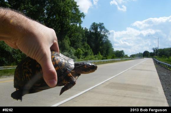 Eastern Box Turtle
