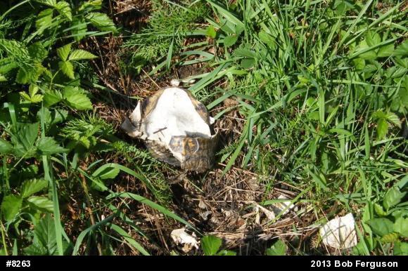 Eastern Box Turtle