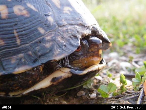 Eastern Box Turtle