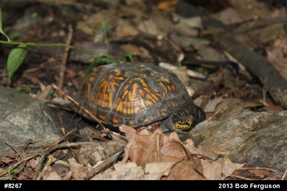 Eastern Box Turtle