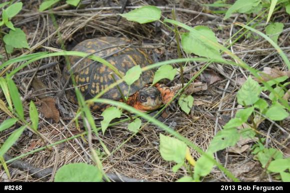 Eastern Box Turtle