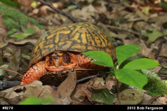 Eastern Box Turtle