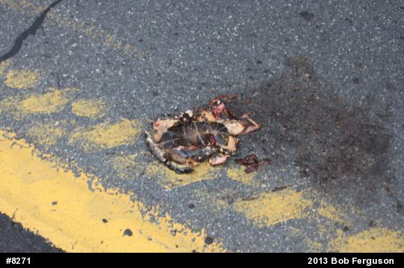 Eastern Box Turtle