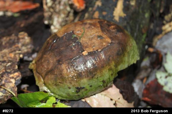 Eastern Box Turtle