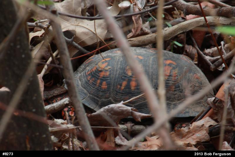Eastern Box Turtle