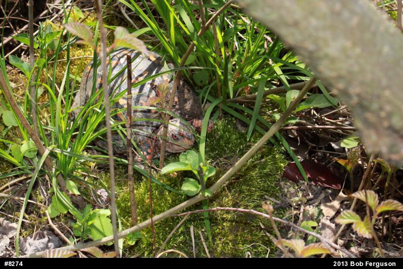 Eastern Box Turtle