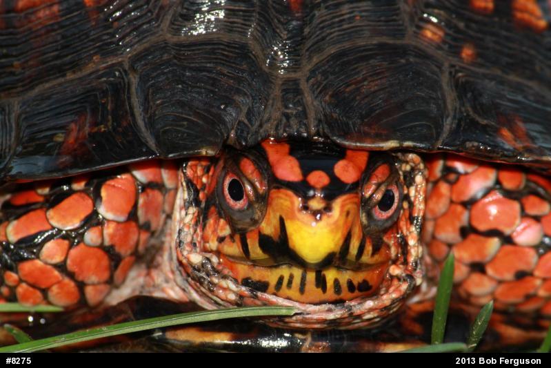 Eastern Box Turtle