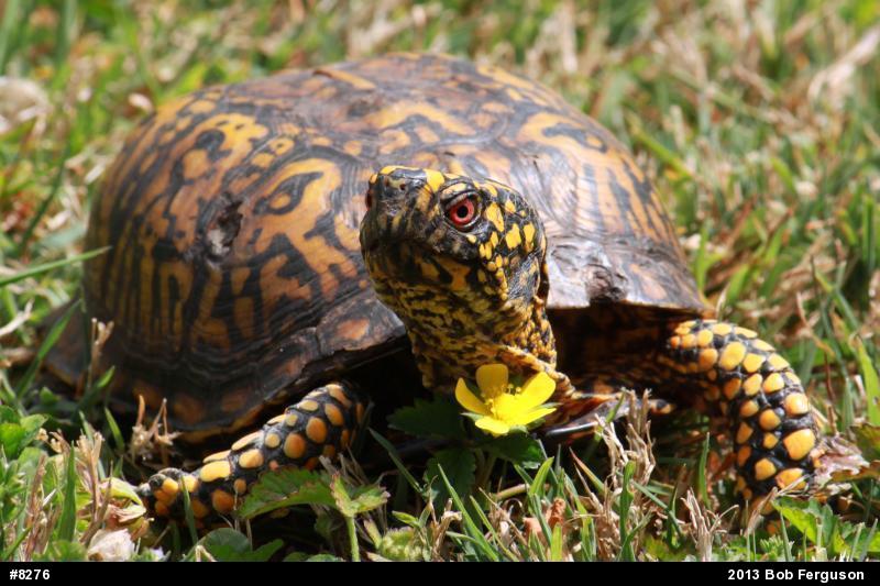 Eastern Box Turtle