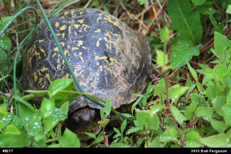 Eastern Box Turtle