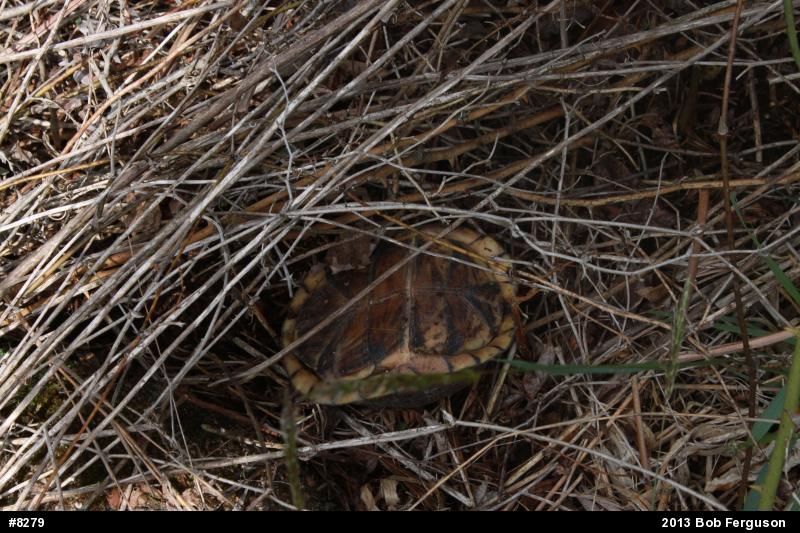 Eastern Box Turtle