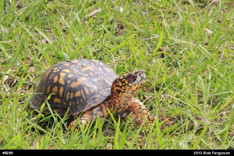 Eastern Box Turtle
