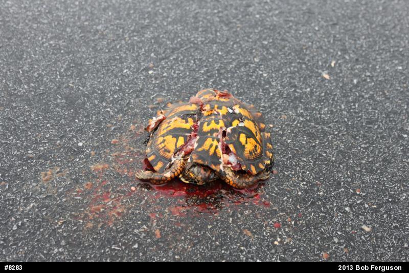 Eastern Box Turtle