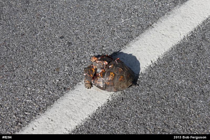 Eastern Box Turtle