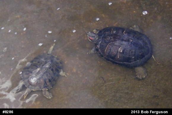 Red-eared Slider