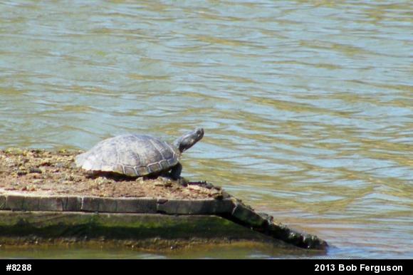 Pond Slider