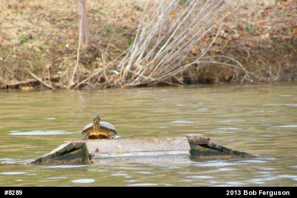 Red-eared Slider