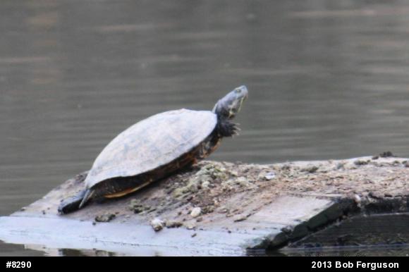 Red-eared Slider