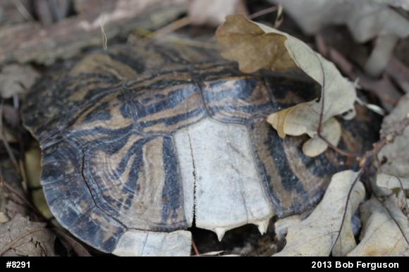 Pond Slider