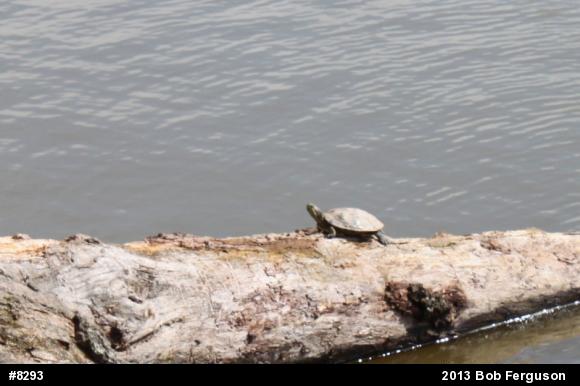 Pond Slider