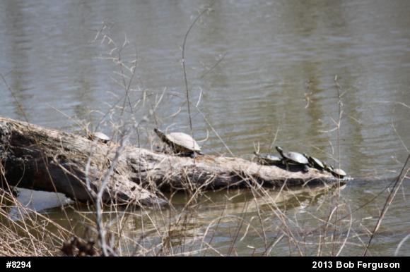 Pond Slider