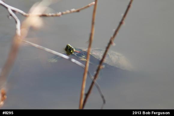 Red-eared Slider