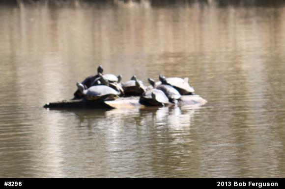 Pond Slider