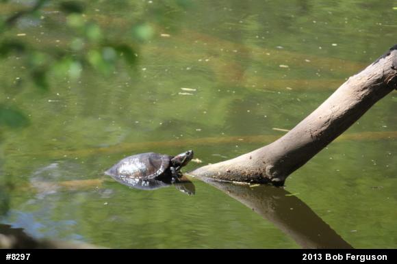 Red-eared Slider