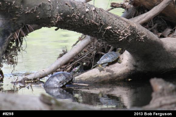 Red-eared Slider