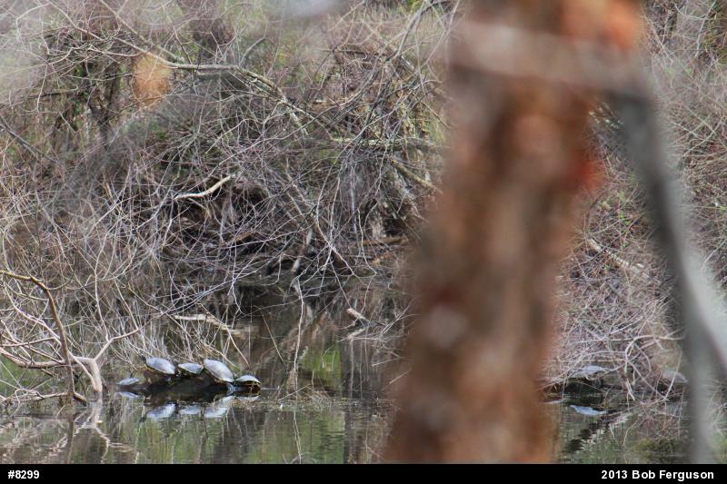 Pond Slider