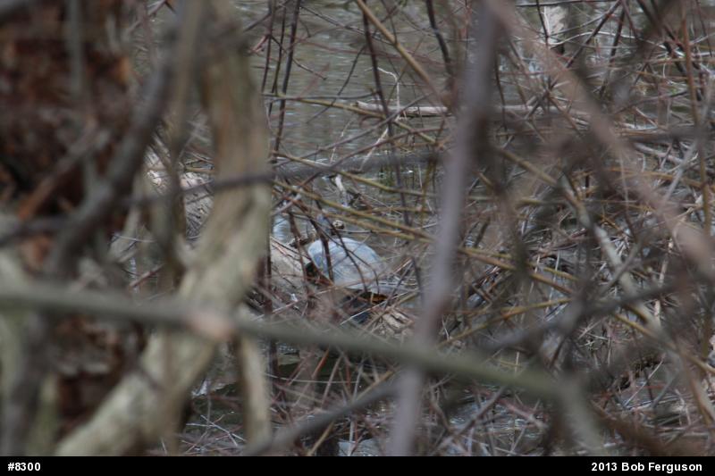 Red-eared Slider