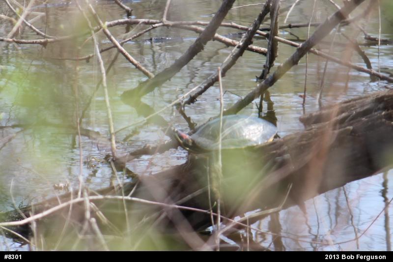 Red-eared Slider