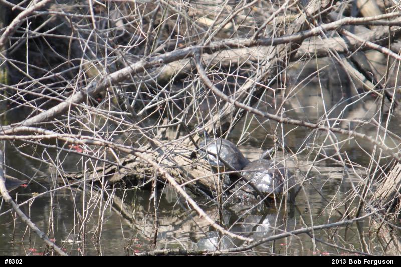 Red-eared Slider