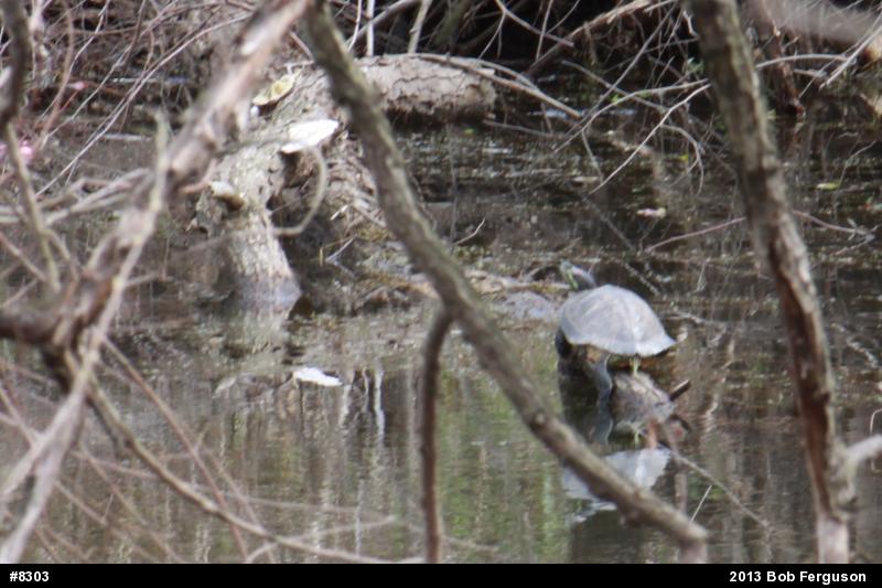 Red-eared Slider