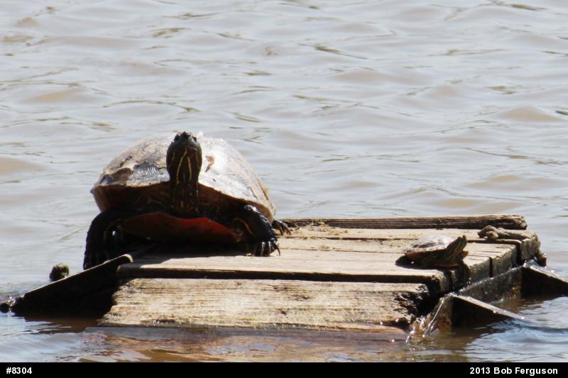 Red-eared Slider