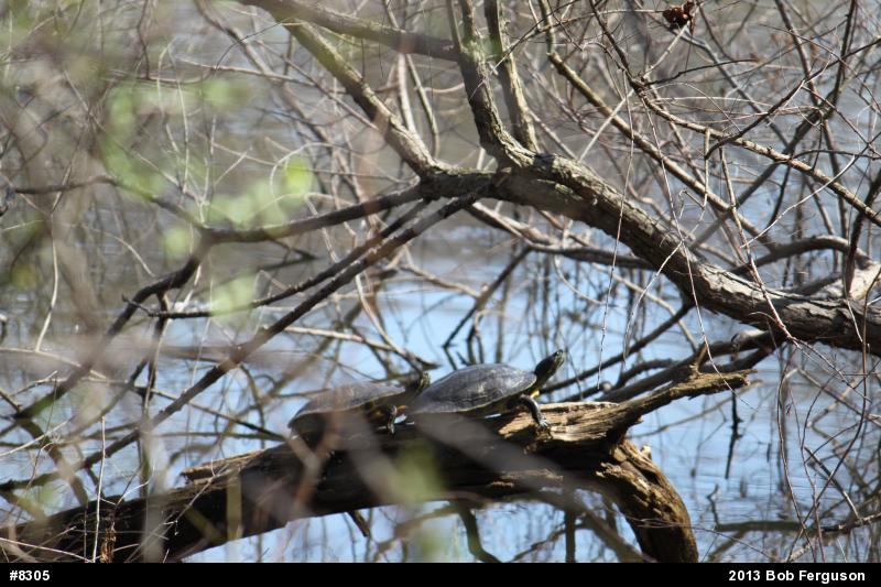 Red-eared Slider