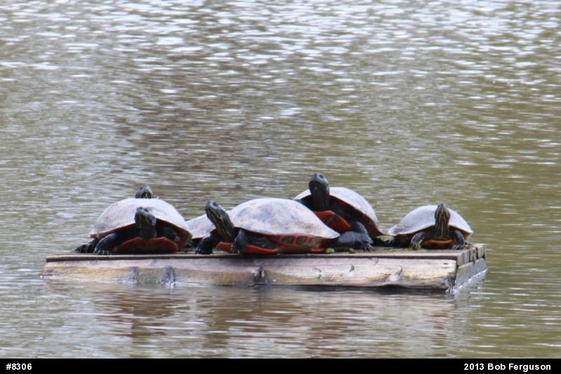 Pond Slider
