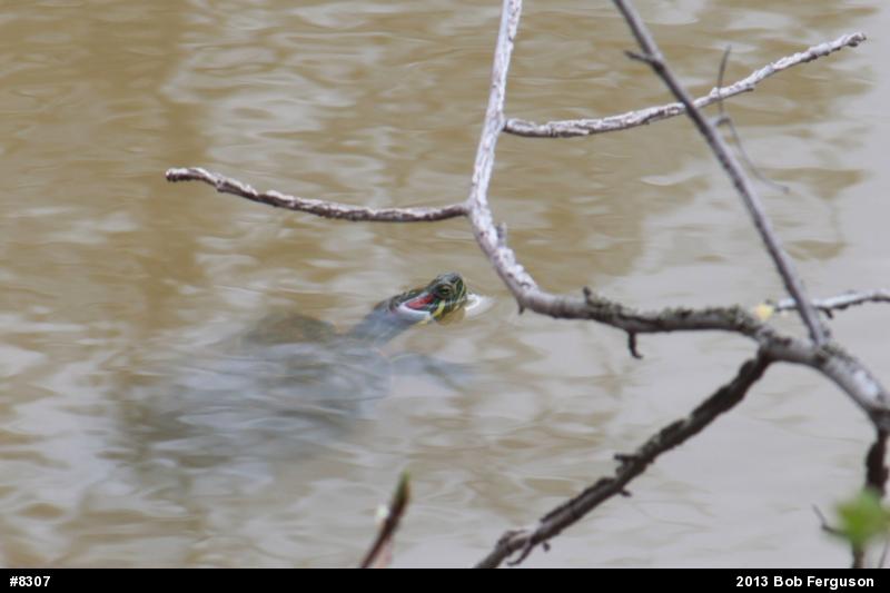 Red-eared Slider