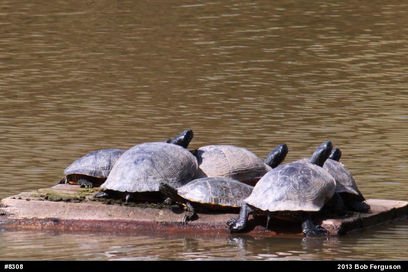 Red-eared Slider