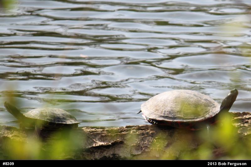 Pond Slider
